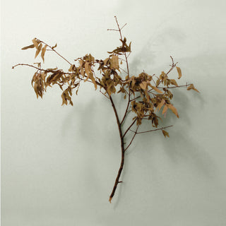 Copeland: In Motion (Indie Exclusive Colored Vinyl) Vinyl LP